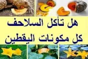 هل تأكل السلاحف كل أجزاء نبات وثمار اليقطين 