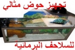 حوض السلحفاة البرمائية: دليل شامل للمتطلبات الأساسية وأهم النصائح