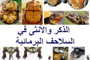 الفرق بين الذكر والأنثى في السلاحف البرمائية