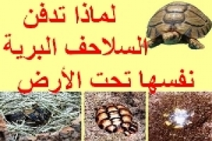 لماذا تدفن السلاحف البرية نفسها تحت الأرض 