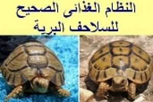 طعام السلاحف البرية: تعرف على النظام الغذائى الشامل
