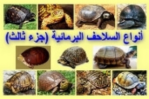 أنواع السلاحف البرمائية بالصور: تعرف على السلاحف الصندوقية ومواصفاتها