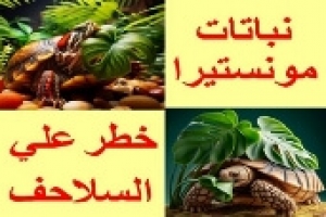 خطورة نباتات الزينة ‬‎مونستيرا على السلاحف