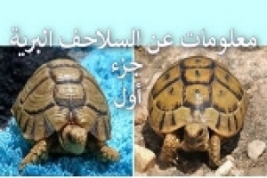 معلومات وحقائق عن السلاحف البرية – الجزء الأول