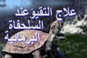 علاج القيء أو التَقيؤ عند السلحفاة البرمائية