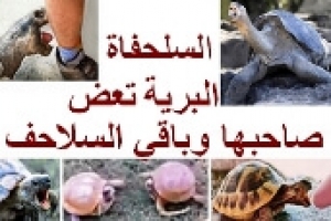 الأسباب التي تجعل السلحفاة البرية عدوانية تجاه صاحبها والسلاحف الأخرى