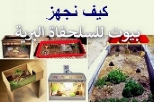 ما هي التجهيزات التي تحتاجها السلحفاة البرية