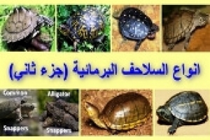 أنواع السلاحف البرمائية بالصور – الجزء الثاني