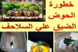 خطورة الحوض الضيق على السلاحف المائية | كيف يؤثر الحوض على صحة السلحفاة؟