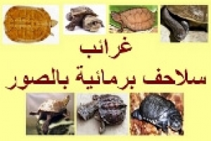 أغرب أنواع السلاحف البرمائية 