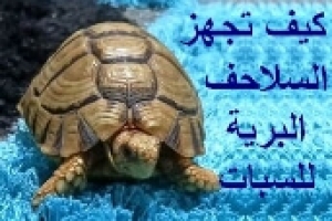 كيف تجهز السلاحف البرية للسبات وكيف تعرف أنها في سبات أم ماتت 