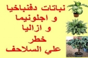 خطورة نباتات الزينة دفنباخيا ‬‎واجلونيما وأزاليا على السلاحف