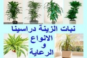 نبات الزينة دراسينا