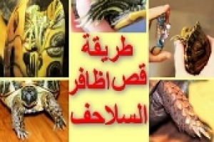 الطريقة الصحيحة لقص اظافر السلاحف