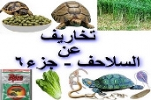 تخاريف عن السلاحف – الجزء السادس