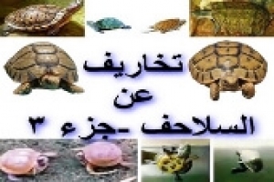 تخاريف عن السلاحف – الجزء الثالث