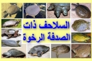 انواع السلاحف البرمائية بالصور الجزء الرابع، السلاحف رخوة الصدفة