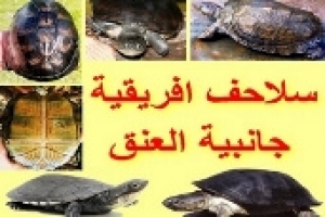 انواع سلاحف افريقيا جانبية العنق