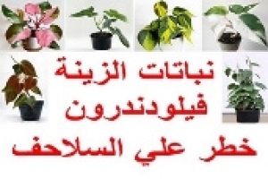 خطورة نباتات الزينة فيلودندرون ‬على السلاحف