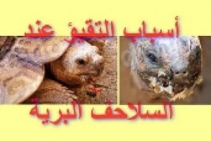 هل تقيؤ السلحفاة البرية طبيعي؟ الأسباب ونصائح لتفادي المشكلة