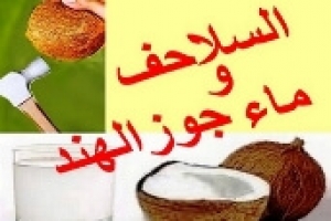 ترطيب السلاحف بماء جوز الهند | هل هو مفيد أم ضار؟ الحقيقة الكاملة