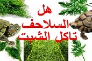 هل السلاحف تأكل الشبت: تعرف على الفوائد والأضرار