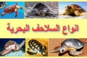 ماذا تعرف عن انواع السلاحف البحرية