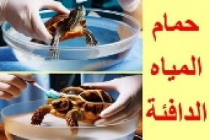 حمام المياه الدافئة للسلاحف