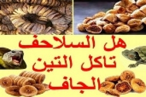 هل يمكن للسلاحف أكل التين المجفف؟ ولماذا يُعد ضارًا لصحتها