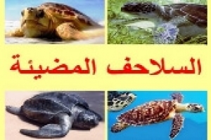 السلاحف المضيئة: سر الضوء الساحر في أعماق البحار وأهم أنواعها 