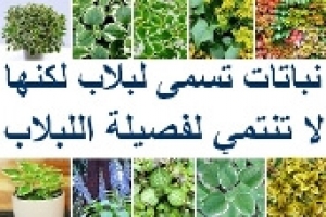 نباتات يطلق عليها لبلاب لكنها ليست من فصيلة اللبلاب