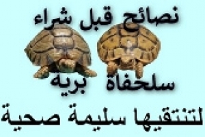 نصائح قبل شراء سلحفاة برية | كيف تشتري سلحفاة سليمة