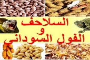 هل السلاحف تأكل الفول السوداني؟ الفوائد والمخاطر وطريقة التقديم الآمنة