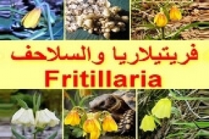 فريتيلاريا رأس الثعبان والسلاحف