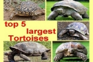أكبر 5 سلاحف برية في العالم