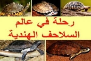 رحلة في عالم السلاحف الهندية البرية وشبه المائية (البرمائية)