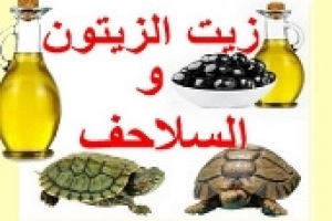 زيت الزيتون والسلاحف | هل يمكن دهن السلحفاة بزيت الزيتون؟ الفوائد والأضرار والطريقة الصحيحة