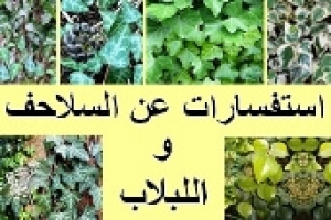 أسئلة شائعة عن نبات اللبلاب وخطورته على السلاحف والحيوانات الأليفة