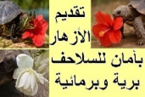 كيفية تقديم الأزهار للسلاحف بأمان: الكميات المناسبة للسلاحف البرية والبرمائية