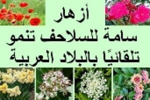 أزهار سامة للسلاحف تنمو تلقائيًا في البلاد العربية 