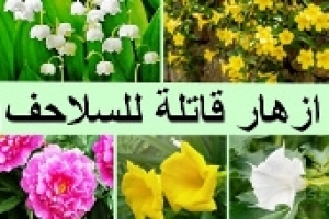أزهار سامة وقاتلة للسلاحف ولا يجب تقديمها تمامًا