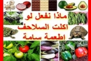 السلحفاة أكلت طعامًا سامًا! ماذا تفعل فورًا؟ الأعراض وخطوات الإنقاذ